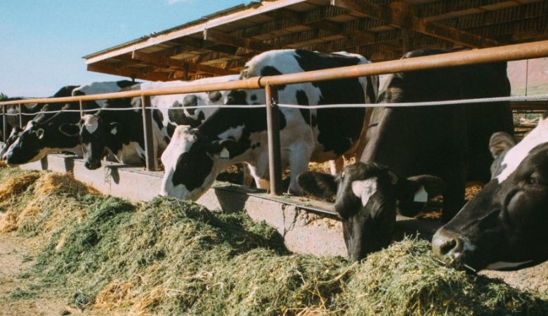 278673 nutricao para gado leiteiro conheca as melhores praticas do mercado