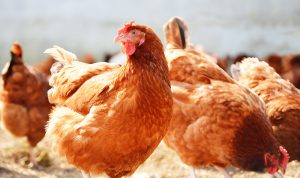 sistemas alternativos para avicultura