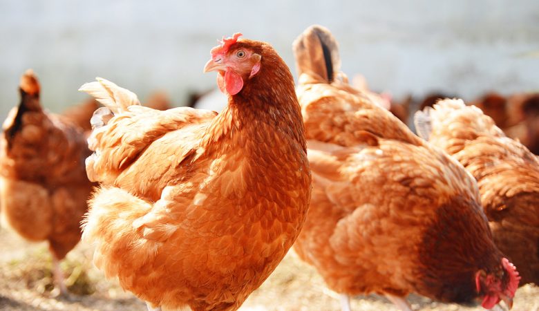 sistemas alternativos para avicultura