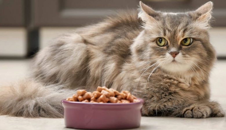 Nomes de comida para gatos