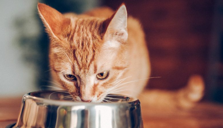 Pare tudo o que está fazendo e veja esse gatinho bebendo água em