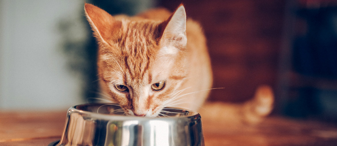 Sua vida gatinho de gente!