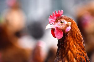 Avicultura Alternativa regulamentações