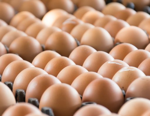 qualidade dos ovos incubáveis