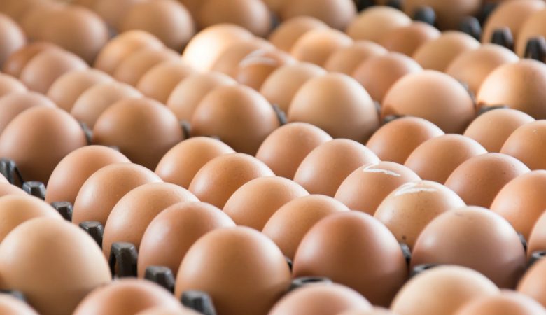 qualidade dos ovos incubáveis