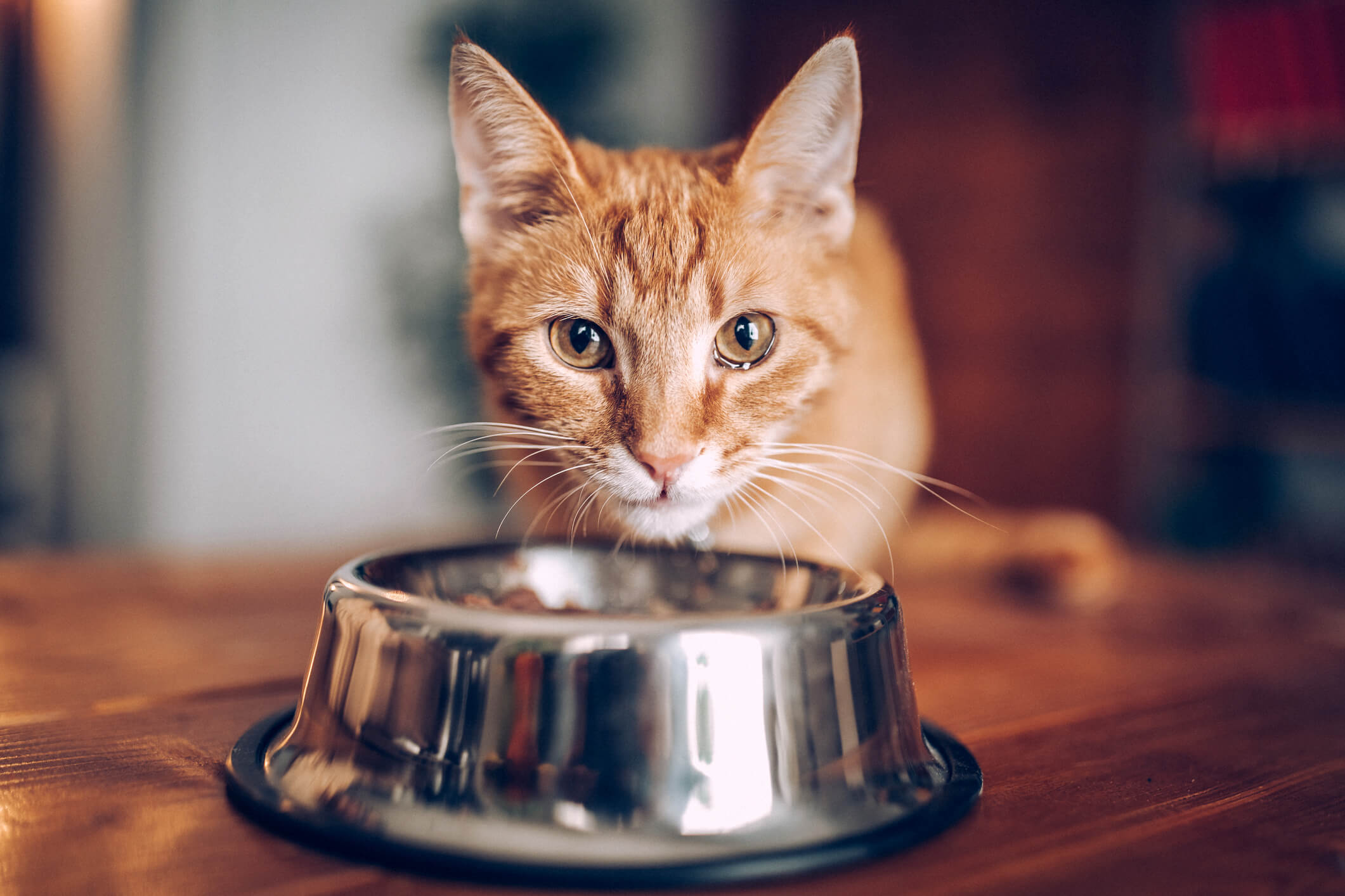 Vídeo para gatos: conheça os benefícios!