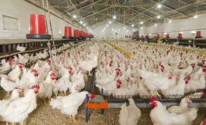 biosseguridade na avicultura