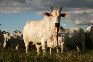 melhoramento genético em gado de corte