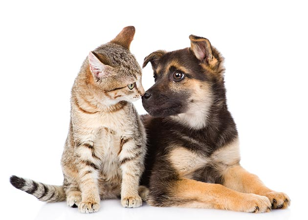 cachorro pode comer ração de gato