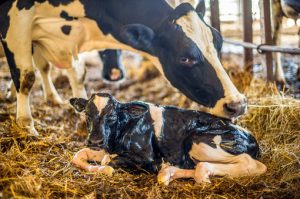 pós-parto de vacas leiteiras
