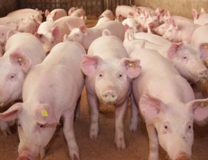 Reprodução em granjas: como melhorar a performance suína?