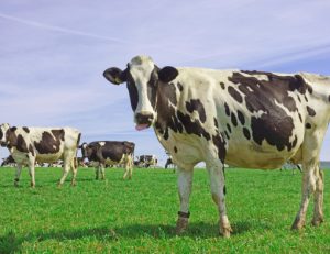 melhoramento genético para bovino de leite