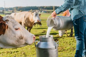 melhoramento genético para bovino de leite