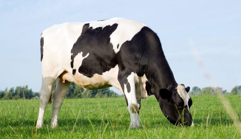 vaca holandesa