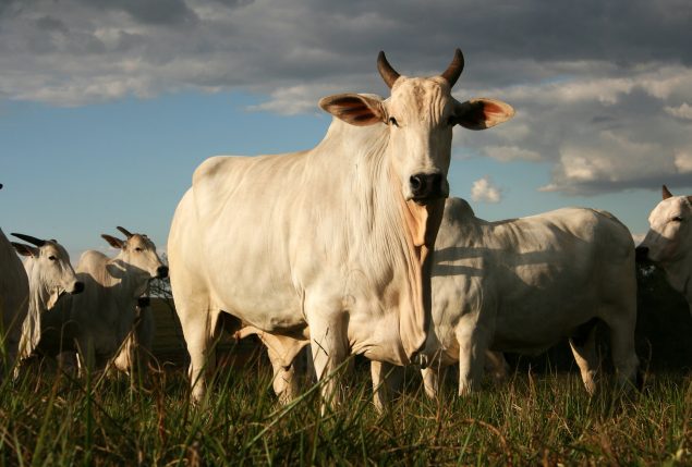 melhoramento genético em gado de corte