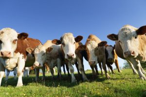 melhoramento genético bovino