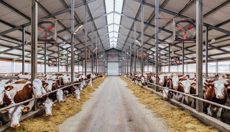 Descubra como evitar o estresse térmico em vacas leiteiras