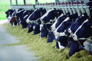 Quais as opções de fontes de energia em rações de vacas leiteiras?